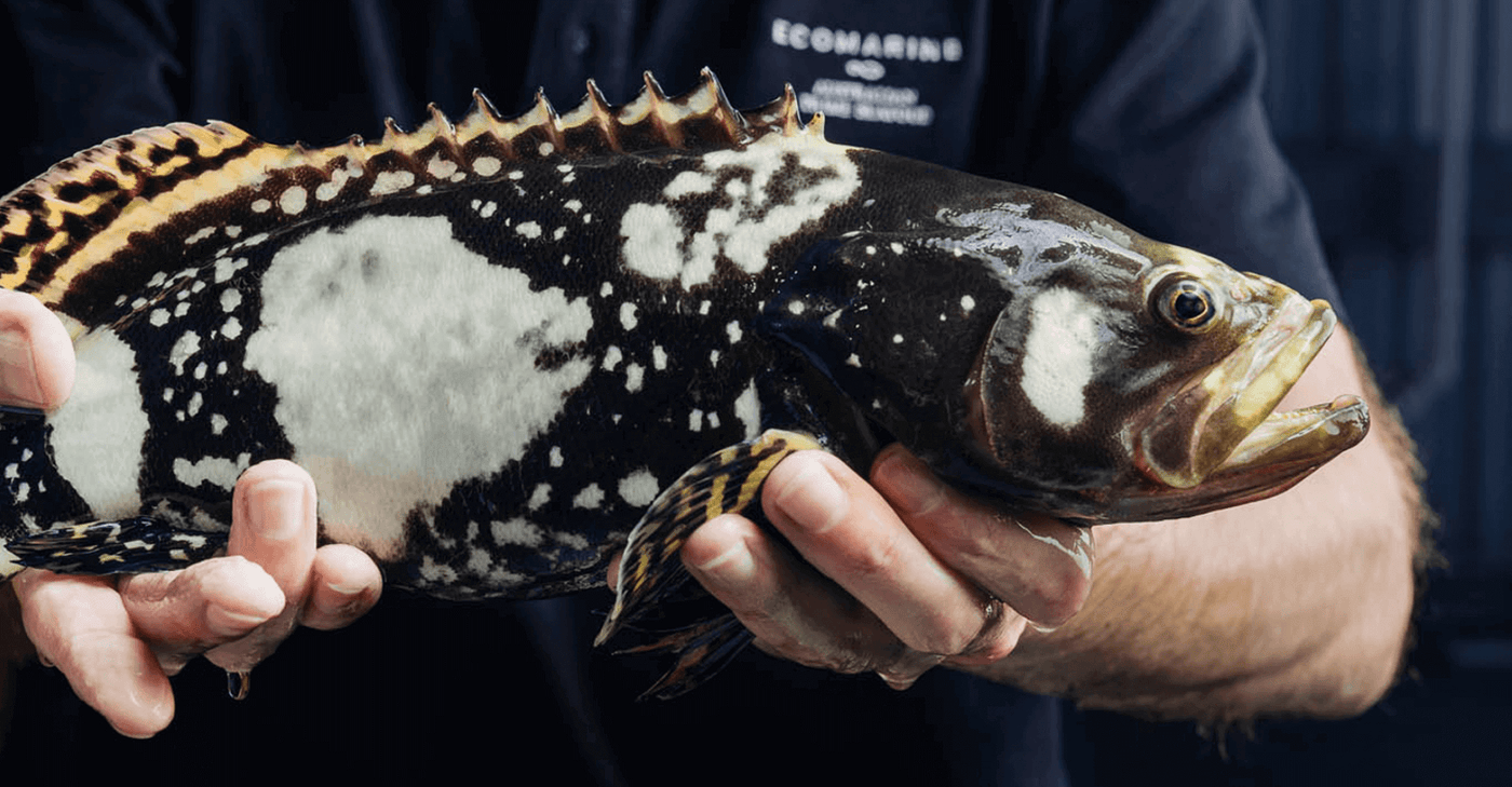Our Fish - Ecomarine Group